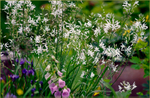 Anthericum liliago