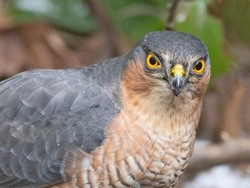 Birds of prey portfolio