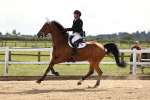 Class 13 - Senior Foxhunter - 1.20m portfolio