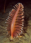 Pennatula phosphorea