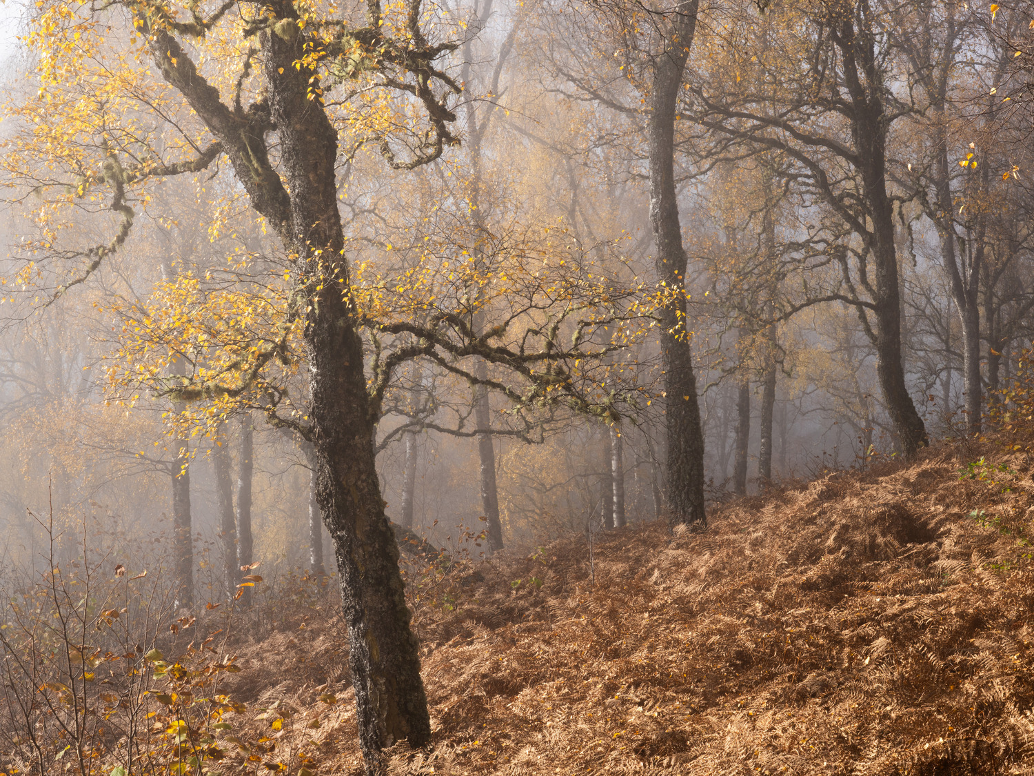 Late autumn 2023