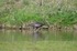 Glossy Ibis