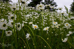 Alaskan Daisies 6