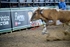 3HRodeo_PBR_All-Star_JUL_2026_0372