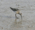 Curlew Sandpiper
