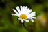 Single Daisy - DSC_0021_00013