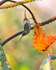 Grey Sunbird hanging upside down from a branch to reach a flower