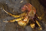 Pagurus bernardus outside its shell