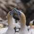 In the world of Gannets