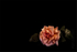 Pink Rose