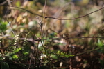 Wire 2