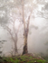 Ghost Gums