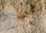 Edwardsia claparedii
