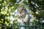 Perched Squirrel