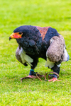 Bateleur Eagle Terathopius ecaudatus-8205