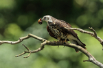 Snail Kite portfolio