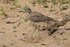 Water Thick-knee walking on sand
