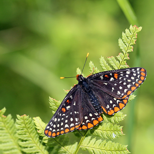 A Baltimore Checkerspot butterfly.