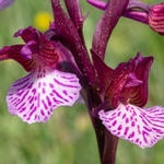 Pink Butterfly Orchid  (Anacamptis papilionacea var grandiflora also known as Orchis papilionacea 