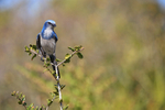 Florida Scrub-Jay front view, Shamrock Park, Venice, Florida