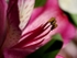 Alstromeira Pollen