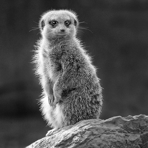 Meerkat