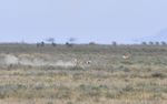 The hunting
