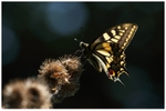 Swallowtail and Burdock