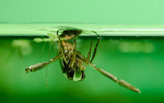Backswimmer