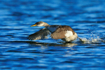 Red-necked Grebe running on the surface of the water at Farmoor
