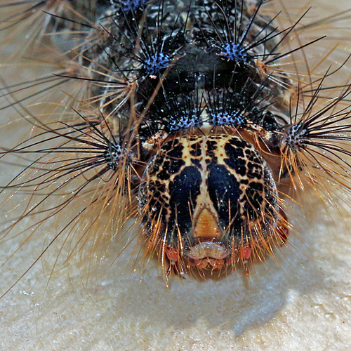 Gypsy Moth Caterpillar