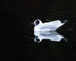 Black-headed Gull portfolio