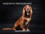 equiscot1541