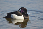 Tufted Duck