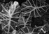Leaves (Botanical Garden)