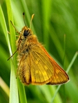 Large Skipper