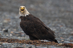 Bald Eagle calling on the ground at Homer Spit
