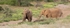 Desert adapted elephants