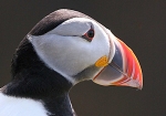 Puffin