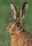 Brown Hare