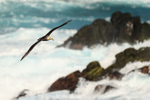 Waved Albatross flying, rough sea, Espanola, Galapagos