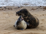 Atlantic Grey Seal