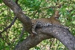 Leopard in a tree