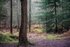 New Forest Tall Trees 07