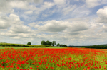 Dorset Poppies - 1