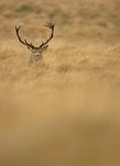 RED DEER ref rd 18b