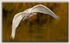 African Spoonbill 1
