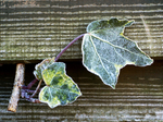 Frosted Ivy