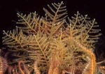 Abietinaria abietina