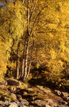 Trees at Ashness Bridge